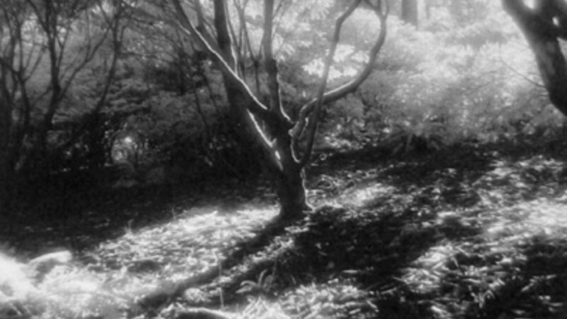 Winter Shadows