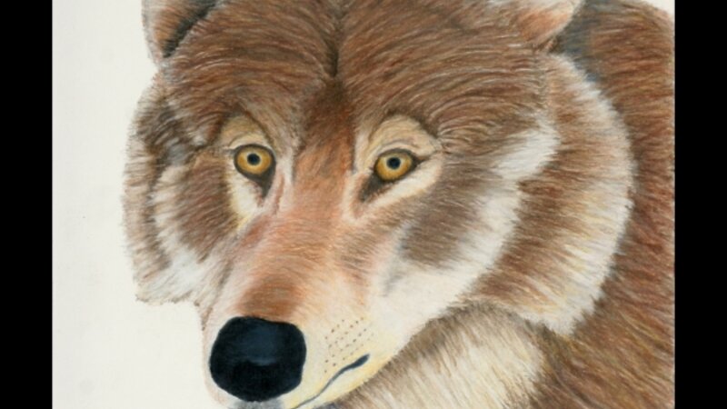 Wolf Portrait