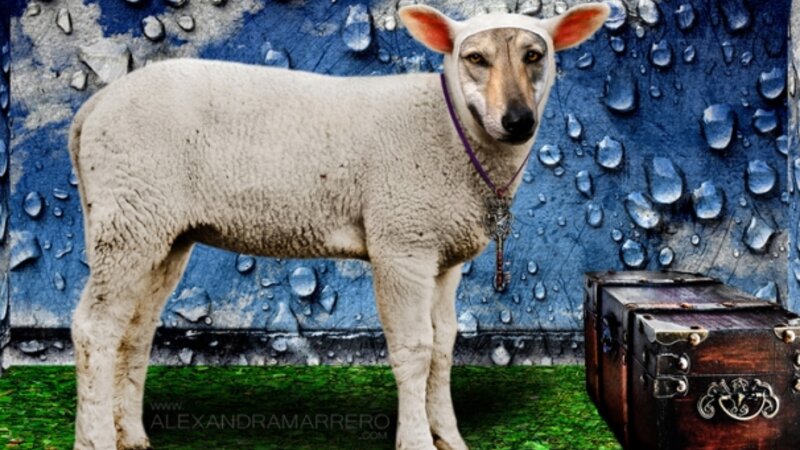 Woulda Coulda Shoulda