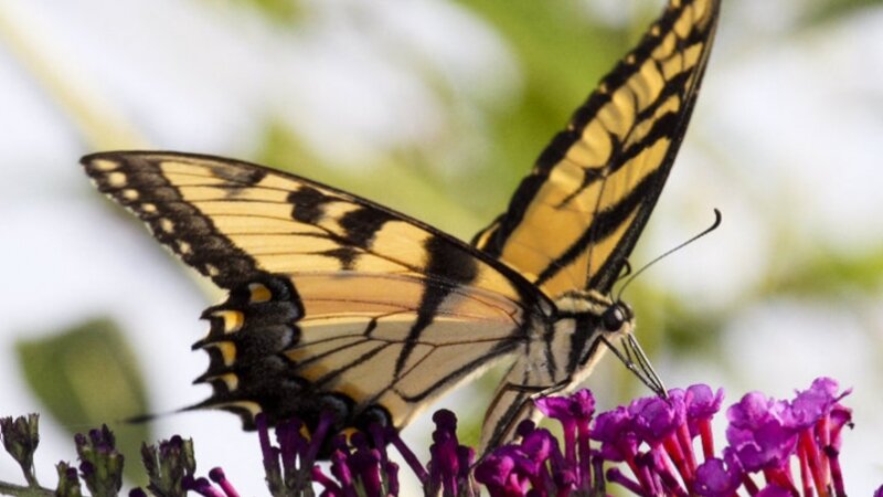 Yellow Swallow Tail-2010
