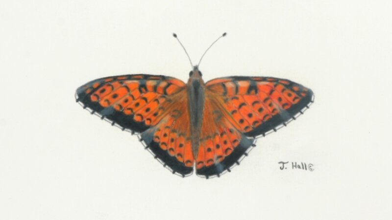 Great Spangled Fritiliary Butterfly