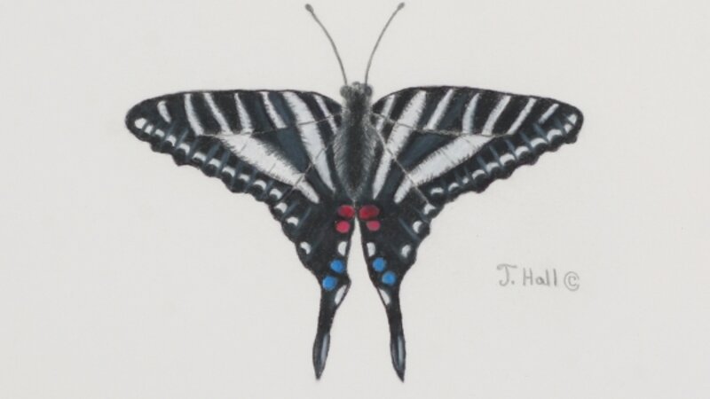 Zebra Swallowtail Butterfly
