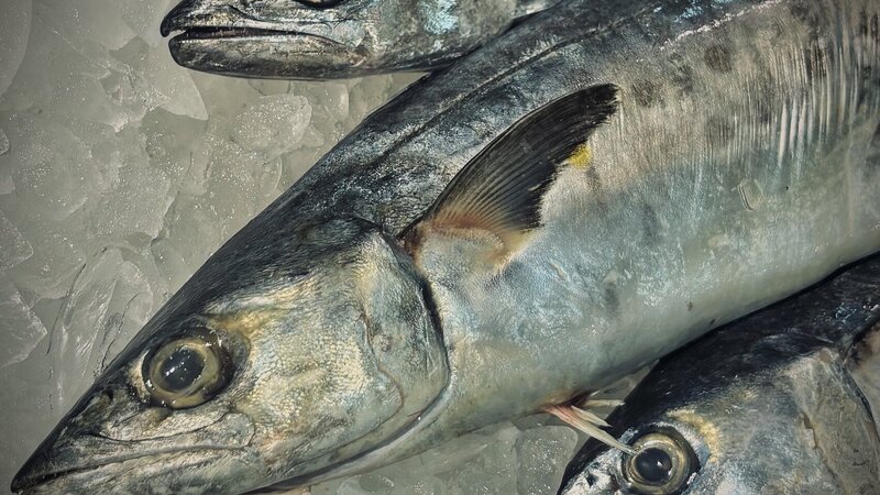 Photograph of fish on ice, June, 2026.
