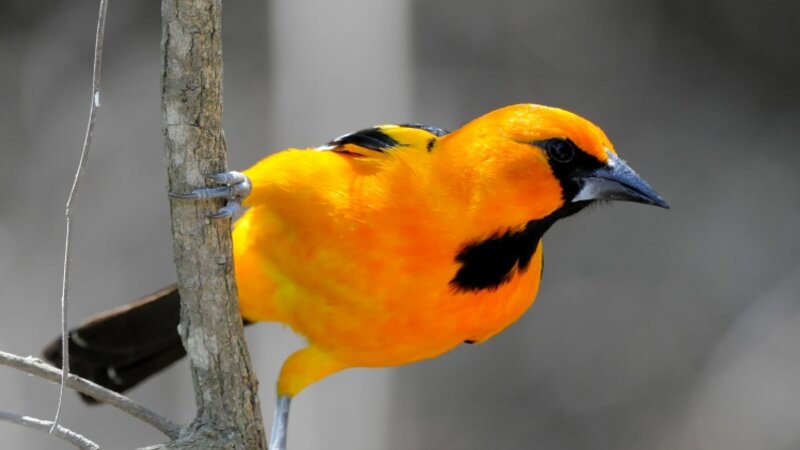 Baltimore Oriole 
