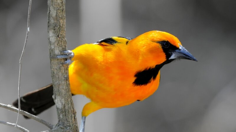 Baltimore Oriole 