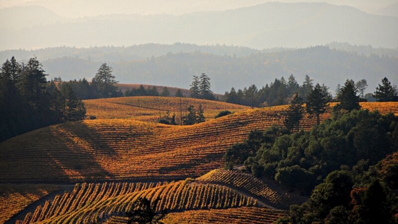 Alexander Valley Ridge