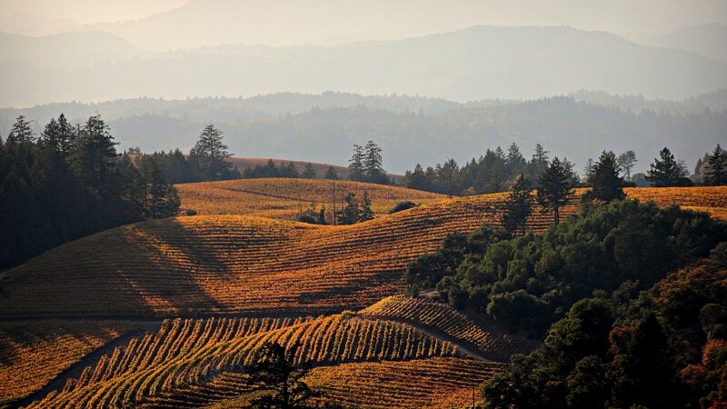 Alexander Valley Ridge