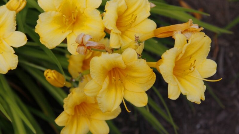 Yellow Flowers