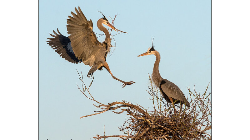 Building the Nest