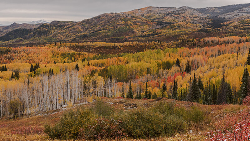 Autumn on Buffalo Pass