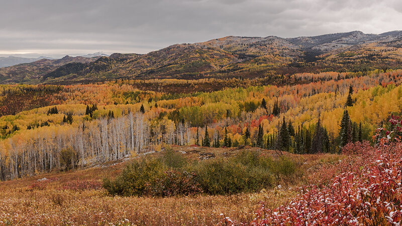 Autumn on Buffalo Pass