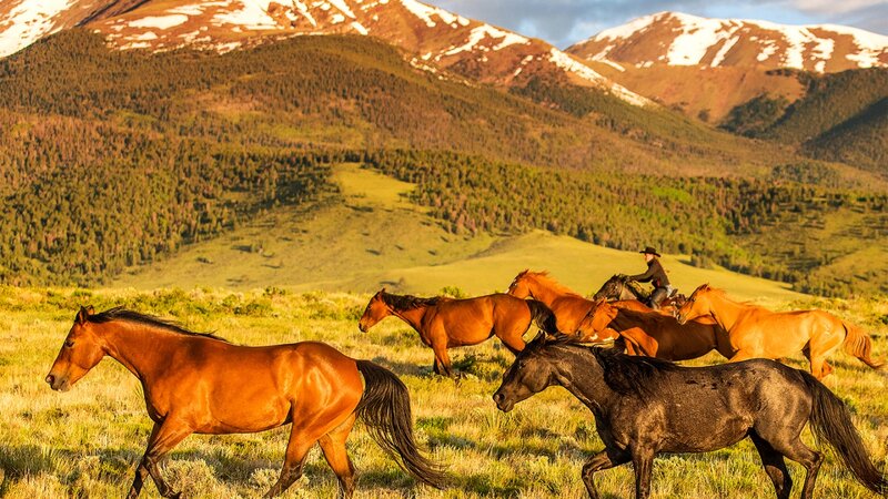 To Summer Pasture