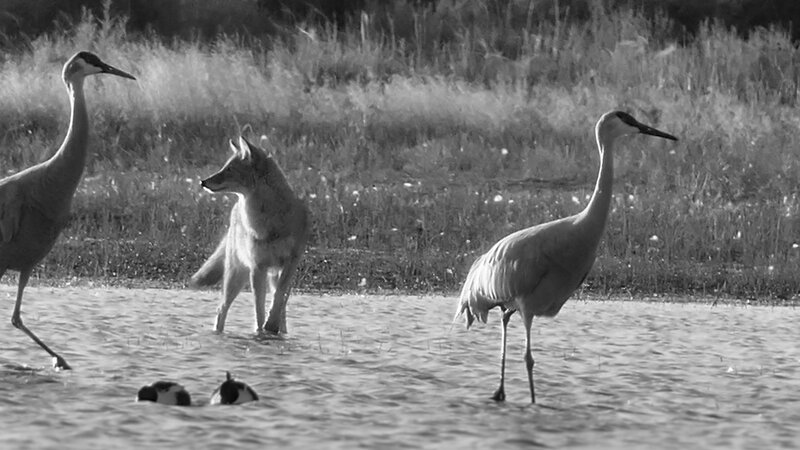 coyote and two sandhill cranes in water