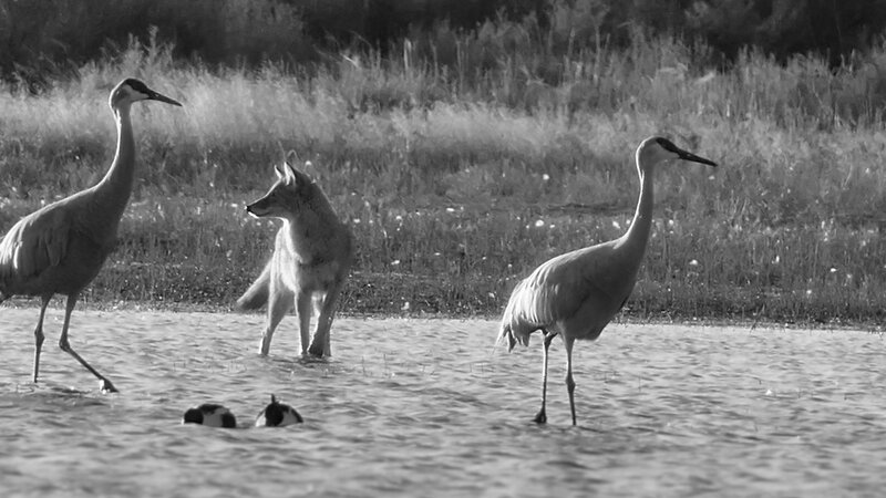 coyote and two sandhill cranes in water