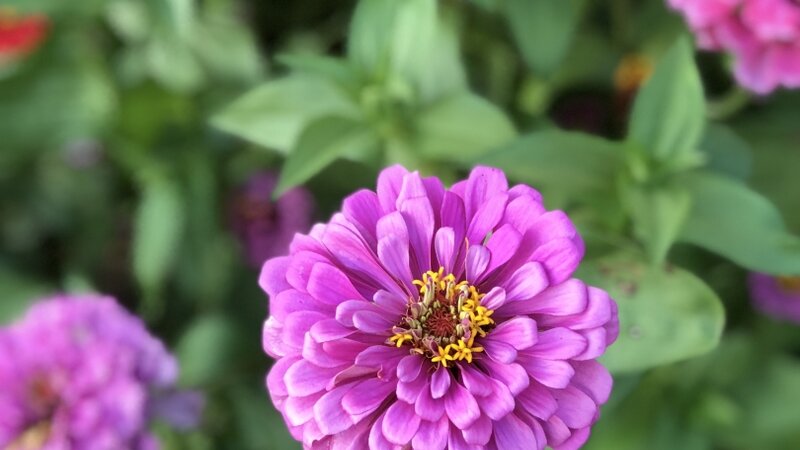 Zinnia 