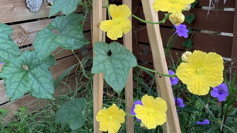 Loofah Flowers 