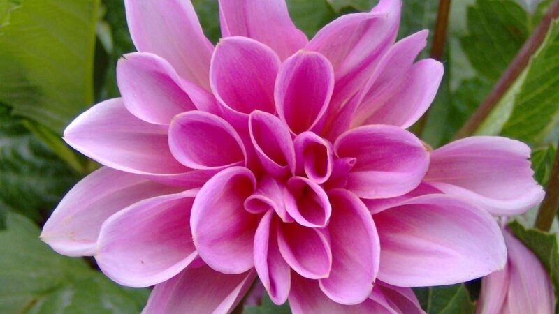 A Pink Dahlia