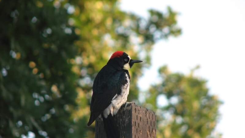 Acorn Woodpecker Cachuma Lake