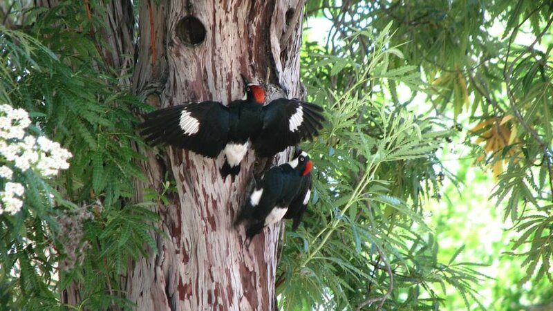 Acorn Woodpecker