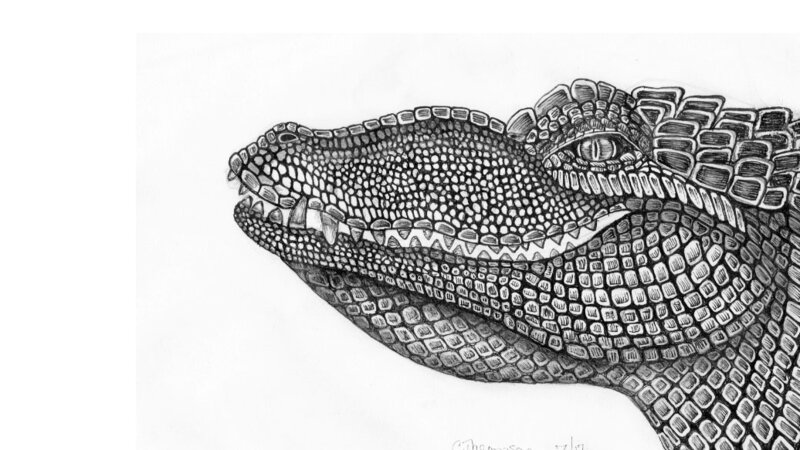 aligator