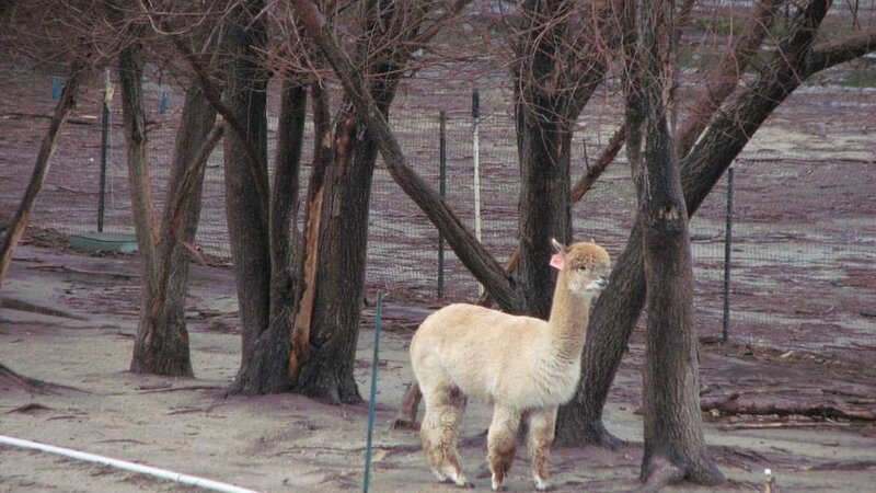 Alpaca in the Rain