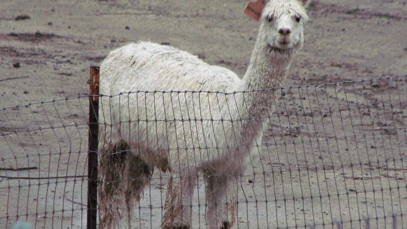 Alpaca in the rain-1
