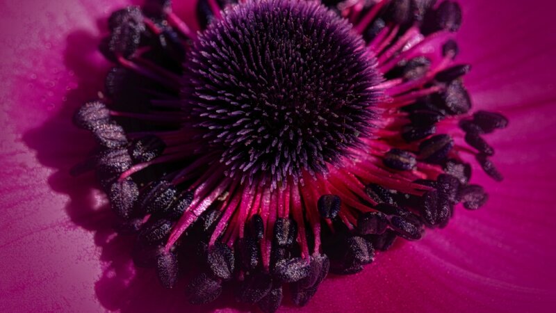 Magenta Anemone