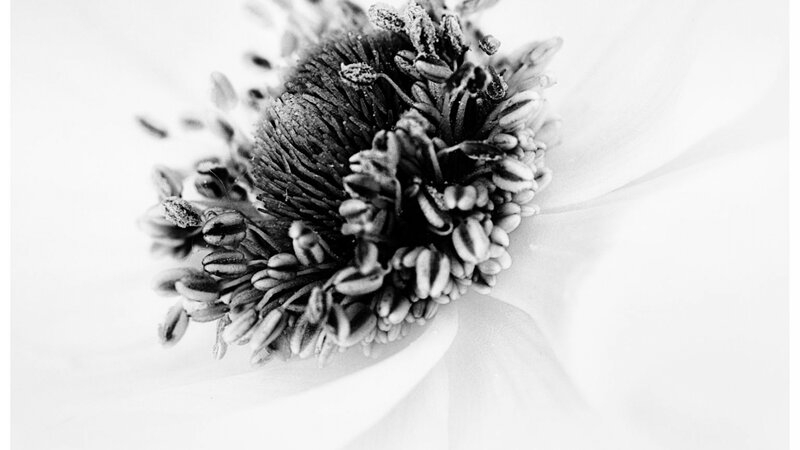 Anemone