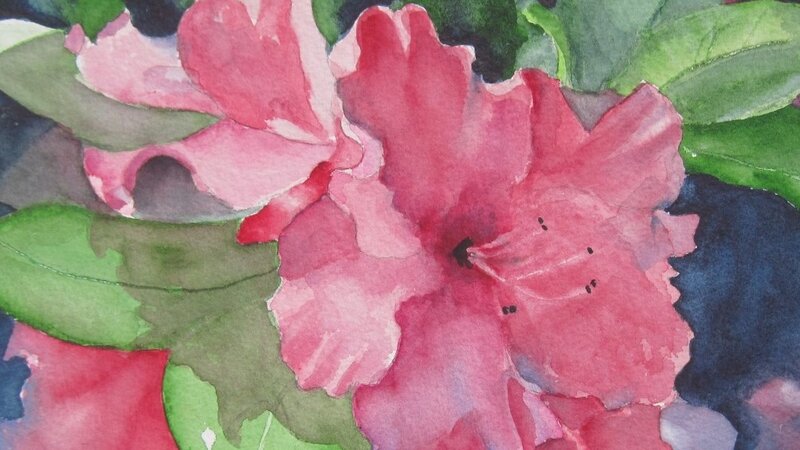Azaleas
