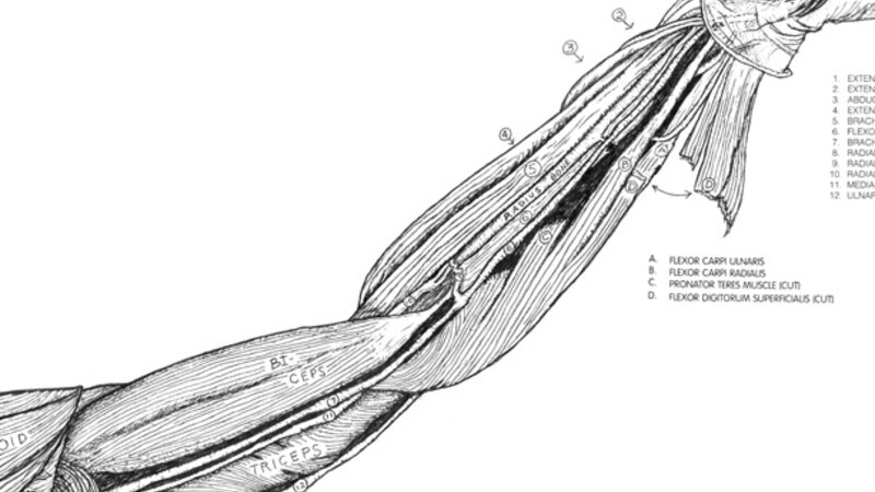 Arm Dissection, Gross Lab