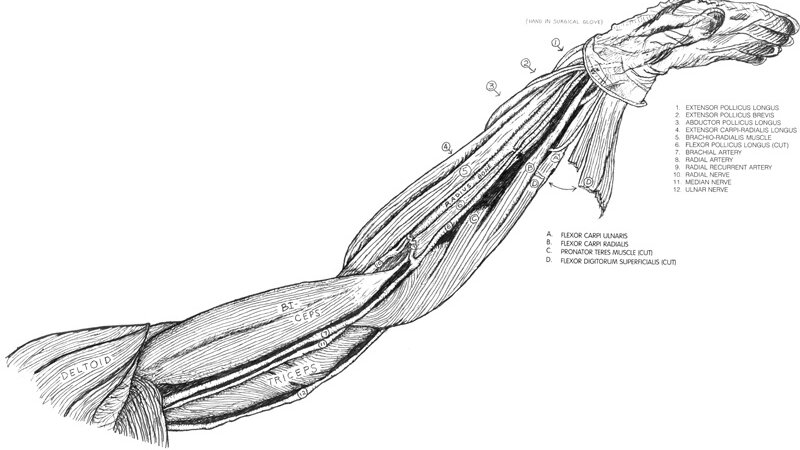 Arm Dissection, Gross Lab