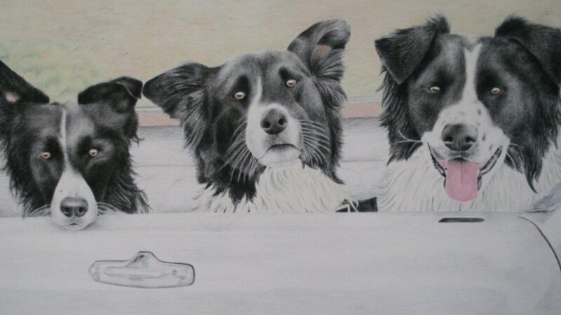 border collies