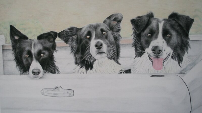 border collies