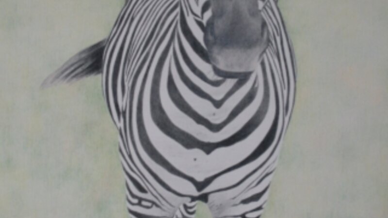 zebra