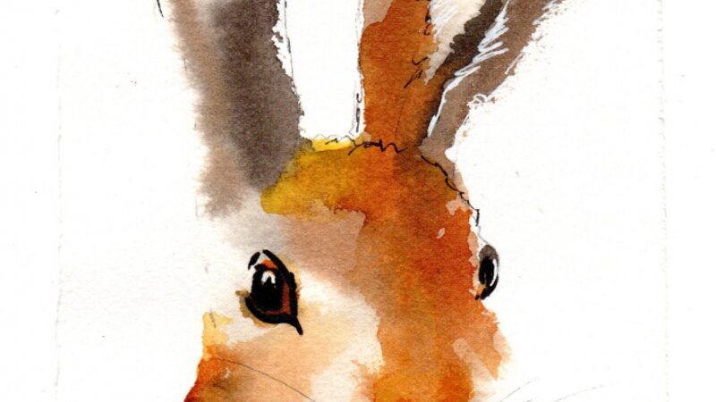 Hare Stare