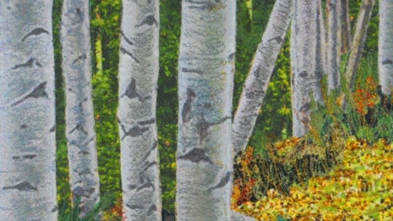 A Walk in the Aspens