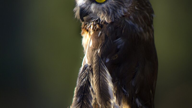 Northern Saw-whet Owl