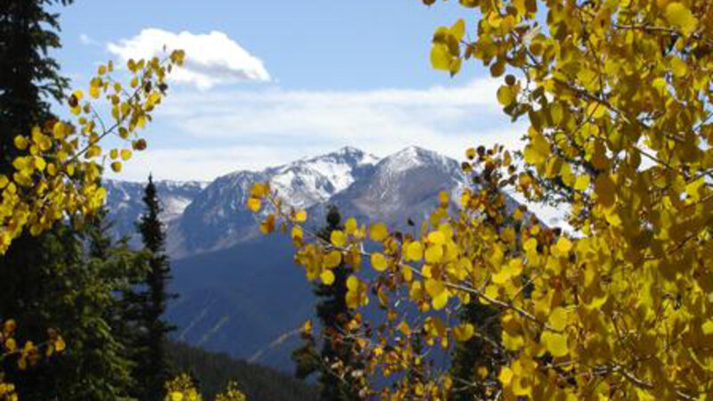 Aspen Leaves