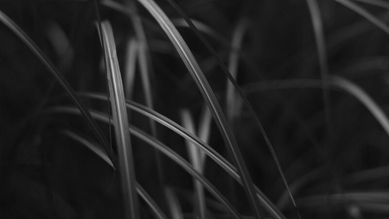 Monochrome photo of light falling on tall grasses using a narrow depth of field to highlight one area w/ background a pleasing blur.