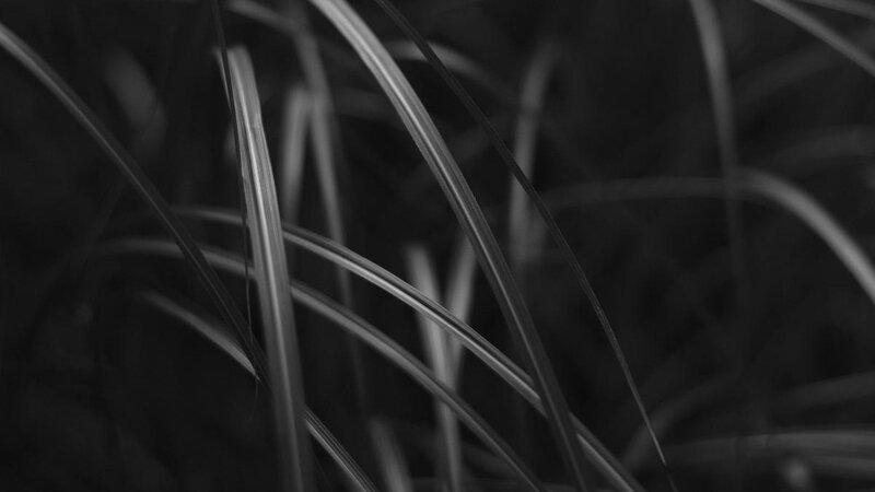 Monochrome photo of light falling on tall grasses using a narrow depth of field to highlight one area w/ background a pleasing blur.