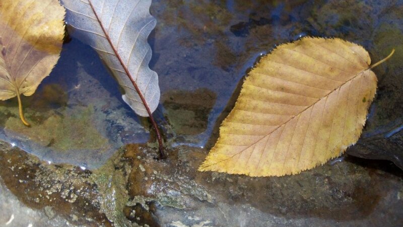 Autumn Leaves in Water