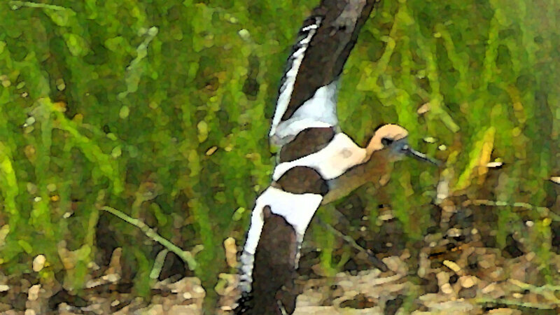 American Avocet