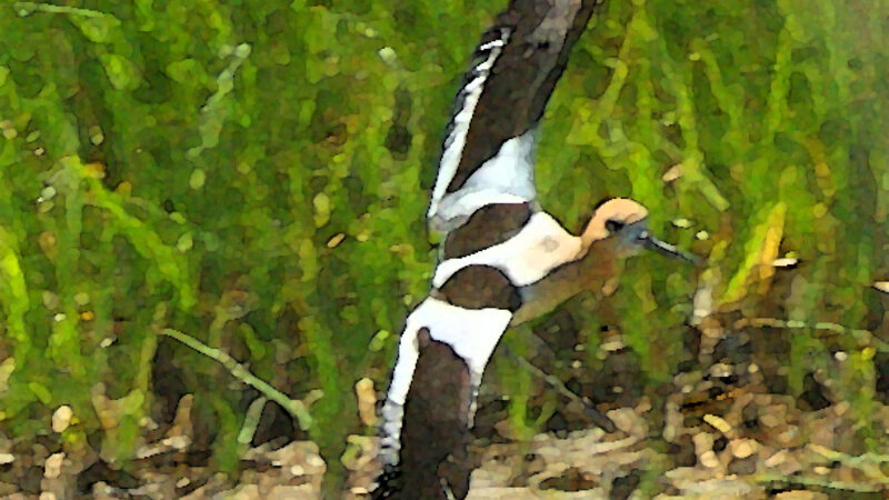 American Avocet