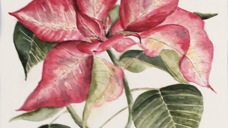 Pink Poinsettia