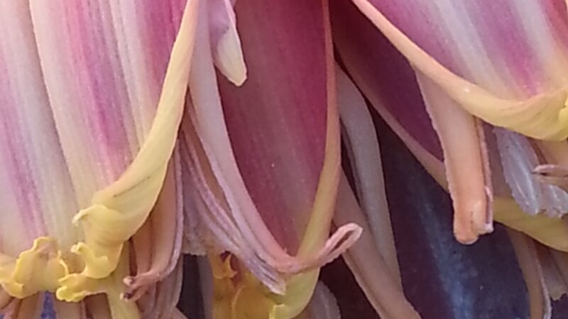 Banana flower
