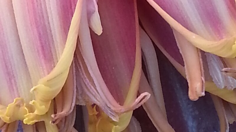 Banana flower