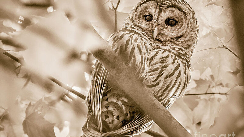 Barred Owl in the Maine woods