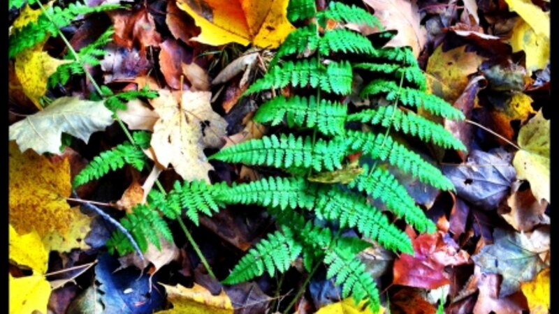 Fall on Madeline Island