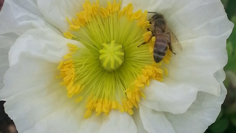 Bee and Poppy