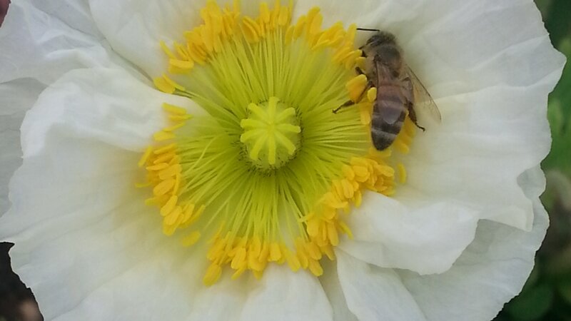 Bee and Poppy